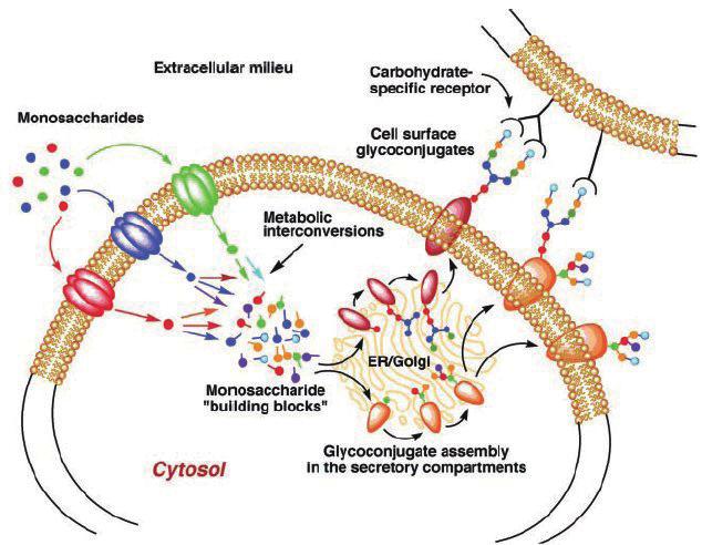 특별기획 (II) 그림 1. 세포내에서의탄수화물과단백질간의상호작용 (Bertozzi et al., Science, 2001 [1]) 탄수화물한분자와단백질을구성하는하나의 서브유닛 (subunit) 과의결합세기는 DNA-DNA나 protein-protein에비해매우약하다.