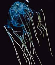 우리나라 남해안에도 많이 서식한다. 히드라 해파리 해파리(Jellyfish)는 촉수에 있는 쏘는 세포로 작은 고기를 쏘아 잡아먹는다.