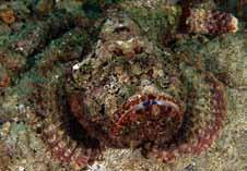 스톤 피시 스톤 피시(Stone Fish)는 인도, 태평양 및 홍해의 수 심이 얕은 바다에 살며, 이들은 산호초나 모래바닥 에 주로 서식하는데, 움직임이 거의 없을 뿐만 아니
