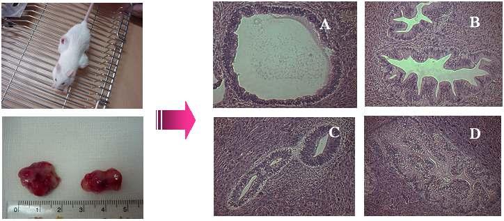 확립된배아줄기세포가정상적인핵형을가지는가를확인하였고 ( 그림 8) 각세포주가각각의다른배아에서기원한것임을판단하기위해 DNA finger printing 을또한시행하여기원이다른배아임을확인할수있었다.