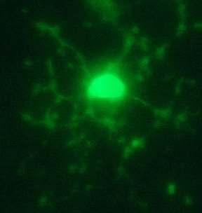 64. Mature oligodendrocyt(ng2-red,