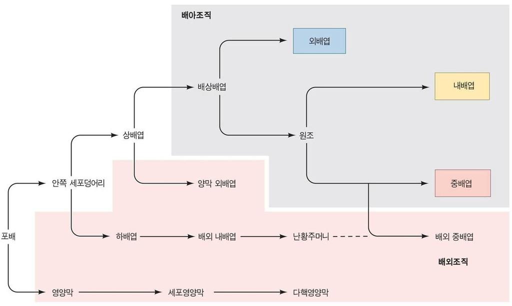 포유류의낭배형성 포유류는난황이거의없음에도조류와파충류의낭배형성과정을보존하고있음 모체내에서배아의발생 : 포유류배아는모체에서직적영양분을공급받음 태반의융모막 (chorion) 세포영양막에서기원하며안쪽세포덩어리에서유래된중엽세포로보충됨 자궁에서태반의모계부분인탈락막 (decidua, 혈관이풍부하게분포하고배아에산소와영양분을공급 ) 형성유도