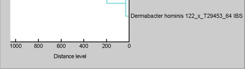 Strain 32와 Dermabacter hominis ATCC49369 는 MALDI Biotyper 3.1을이용하여최소 20개이상의 mass spectra 를확보하였다. Processing 된 mass spectra 를이용하여각균주를대표할수있는하나의주스펙트럼프로파일 (major spectrum profile, MSP) 을제작하였다 (Fig. 5).