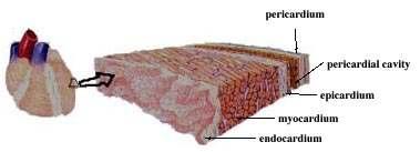 LAYERS 심막 (pericardieum) visceral layer( 장쪽막 ) + parietal layer( 벽쪽막 ) -