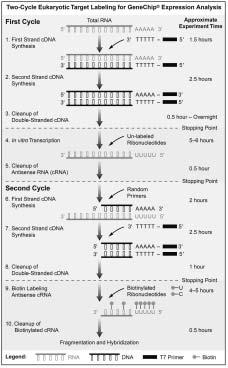 C omparison of Expression Profile from Small Sample Protocol and Standard Protocol by Affymetrix GeneChip Microarray Kyoung-Mun Lee, Soo-Moon Song and Hee-Kyung Song Seoulin Bioscience Institute,