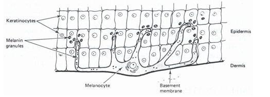 * 멜라닌세포 (Melanocyte) 멜라닌세포는세포의약 5% 를차지하고있으며대부분기저층에위치하고있다.