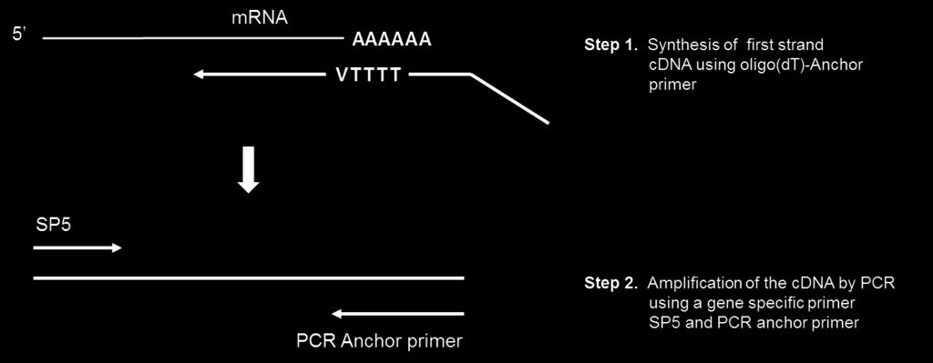 2) 3 RACE 원리 Step 1. 첫번째 cdna 가닥합성 첫번째 cdna 가닥은 Oligo(dT)-Anchor Primer 를이용하여 mrna 의 poly(a)-tail 에서부 터합성을시작합니다. 정제과정없이바로다음단계를진행합니다.