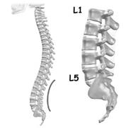 area 2 Important structures 1. Bones and joints 1. Bones & joints 2.