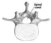 1. Bones and joints Lumbar vertebral body Taller & bulkier Withstand pressure