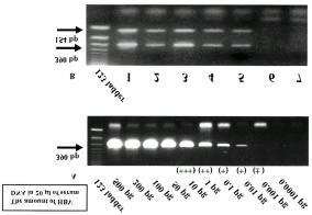 3. Lamivudine B YDD motif PCR, 0 3 copies/ ml of serum ( A ). PCR. 25 Fig ure 2.