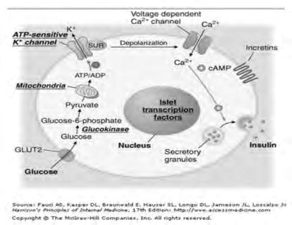 너무어리거나, 기대수명이제한되어있는고령의환자등에서는당화혈색소의목표치를높이는것이적절하다. 여기에서는혈당조절을위해현재사용되고있는약물각각에대해살펴보고자한다. 촉진하게된다. ATP-sensitive K+ channel 은두개의단백질로이루어져있는데, 이중하나는경구용혈당강하제인 sulfonylureas, meglitinides가결합하는부위이다. (Fig. 2) 1.