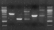 Overlap Cloner 를이용한실험예 Vector DNA 의준비 : 1. 제한효소절단을이용한 vector 준비 : Cloning 에사용하고자하는 vector 를제한절단하여선형화한후반응에사용할수있습니다. 단하는것이 self-ligation 을방지하여효율을높일수있는방법입니다. 이때가능하면, 두가지다른종류의효소를이용하여절 2.