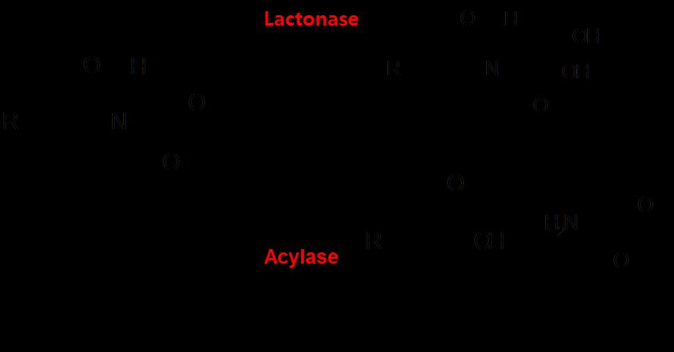 Figure 10 Enzymatic