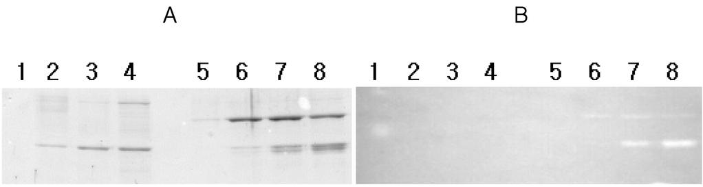 Vol. 42, No. 4 Bacillus licheniformis Cellulase 317 Fig. 5. SDS-PAGE and zymogram of the cellulase produced by B. subtilis transformants. B. subtilis WB700 containing pj27 88U and B.