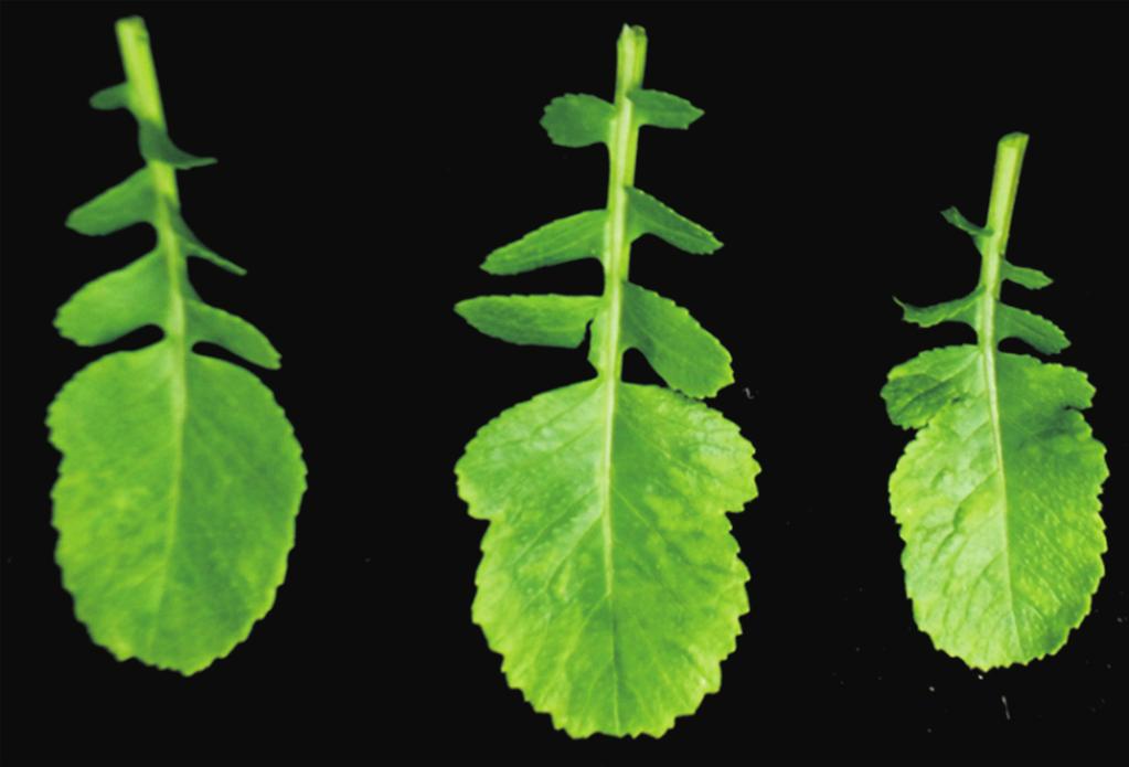 Research in Plant Disease Vol. 23 No. 1 63 A B C Fig. 1. Symptoms of radish inbred lines infected with Turnip mosaic virus (TuMV)-HY isolate 28 days post-inoculation.