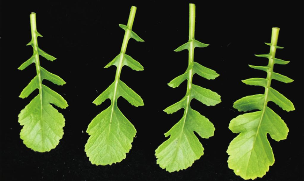 (C) Radish Rad-V2 line (susceptible to TuMV) inoculated with TuMV-HY isolate as a control, showing mosaic symptoms in the upper leaves.