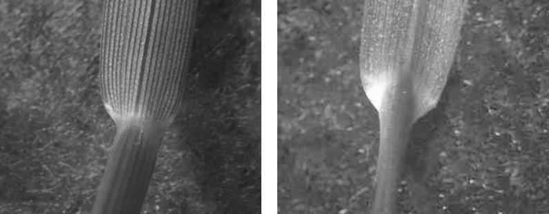 (5) 경령 ( 頸領, 깃, Collar) 엽초와엽신의연결부위에위치한조직대로서엽과엽초사이를갈라놓은분기점 ( 가 ) 분리형 : kentucky bluegrass, tall fescue 등 ( 나 ) 좁은형 :