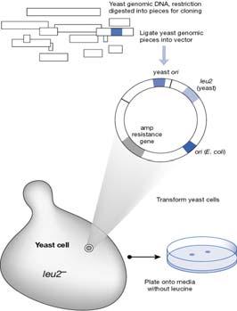 Cloning the yeast origin of replication - yeast genome cut restriction enzyme