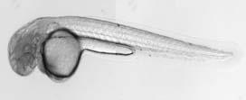 Zebrafish - Reproduction rapidly and high number -vertebrate