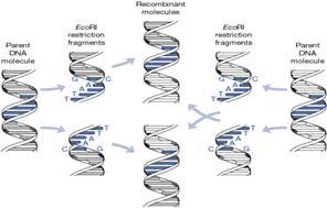 DNA Recombination inserting new genes into plasmids - gene cloning technology ; cut and past DNA fragment - plasmid vector