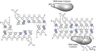 ligase 를위해충분한시간동안 DNA fragment 잡아둠 - DNA ligase ; 인접한 nucleotide 사이에 phosphodiester 결합재형성 stable double helix The host