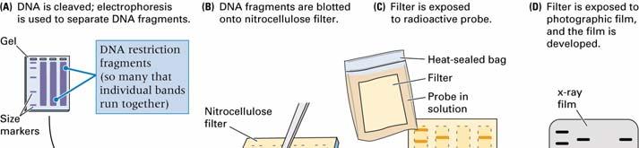 Southern Blotting DNA fragments separated in a gel can be transferred to a membrane for