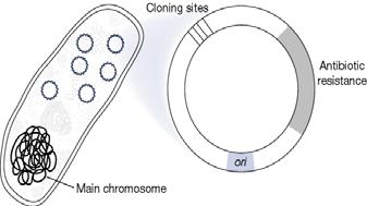gene 을증폭시킬때 plasmid 이용 (host cell division 시에 plasmid duplication) - origin of