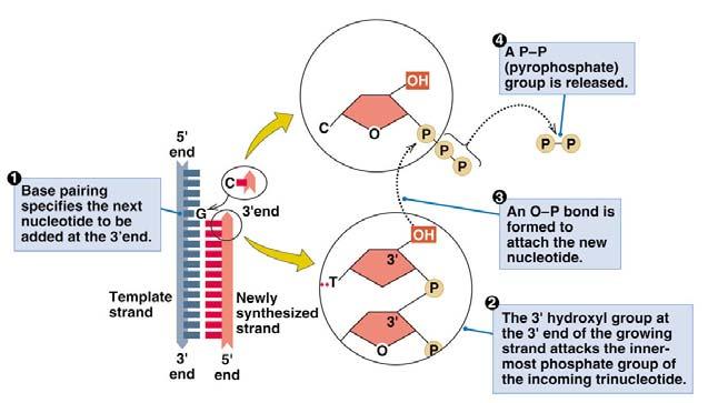 DNA synthesis is done by an enzyme (DNA polymerase) adding nucleotides to