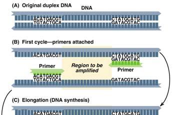 pre-defined DNA sequence in the genome can be greatly amplified by repeated