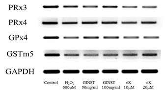1 in vitro GINST mrna GINST compound K (CK) mrna Mouse GC-2spd 600 μm PRx3, PRx4, GPx4 GSTm5 mrna (p<0.01~0.