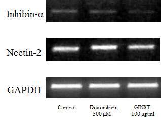 Fig. 14. Effect of GINST on the mrna expression level of spermatogenesis related molecules in doxorubicin-exposed GC-2spd cells.