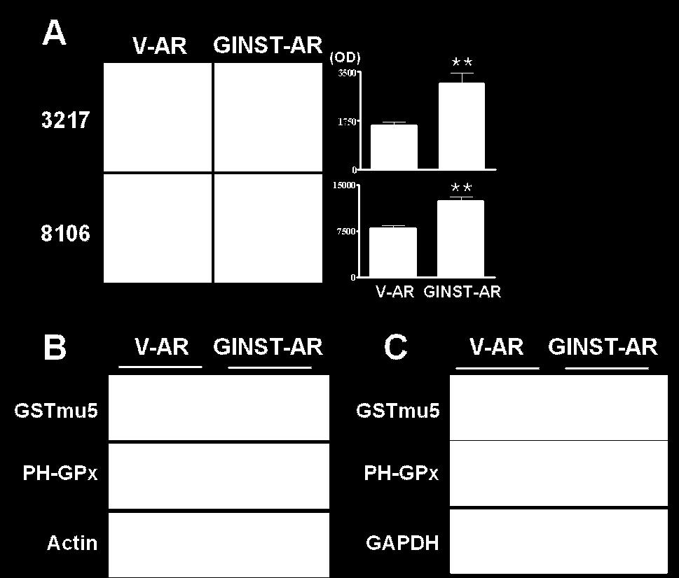 (B) Protein expression of GSTmu5 and PH-GPx in testis tissues. Tissue lysates from V-AR and GINST-AR testis were immunoblotted with anti-gstmu5 and -PH-GPx antibodies.