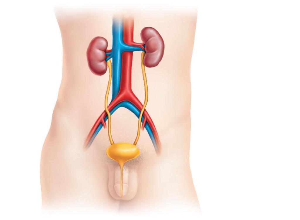 left renal artery left kidney left renal vein aorta left ureter vena cava