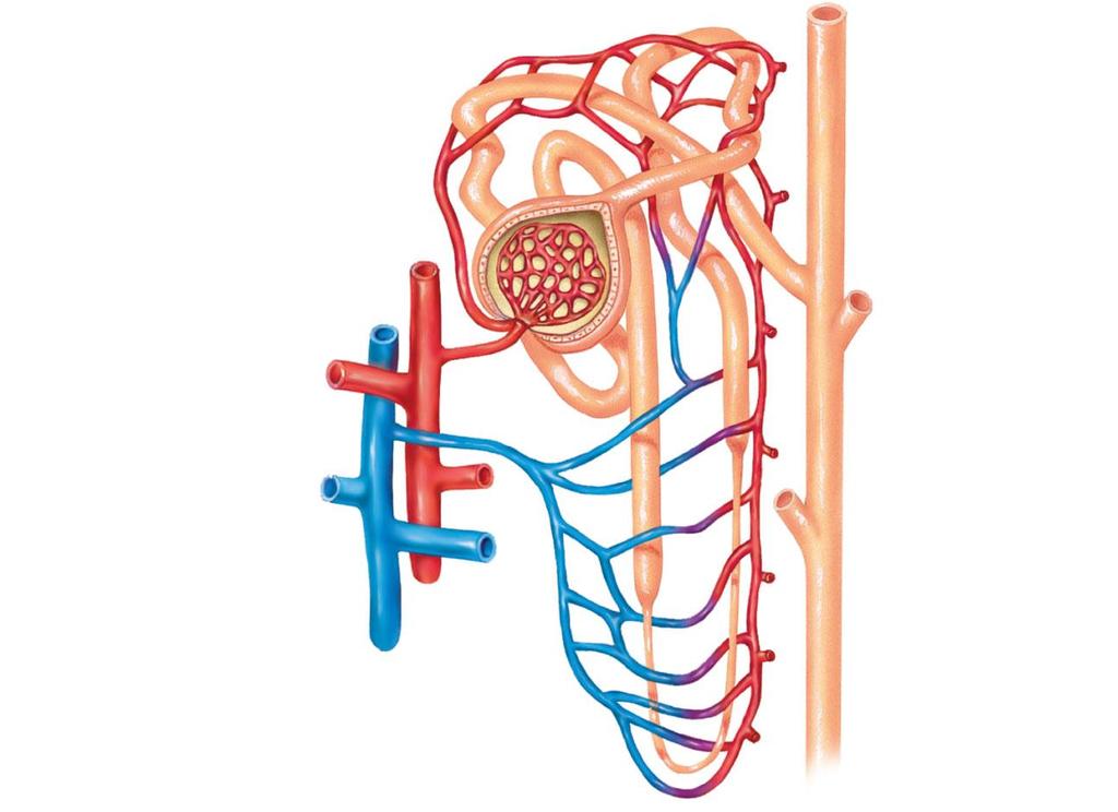 collecting duct distal tubule proximal tubule Bowman s capsule glomerulus arterioles venule branch of
