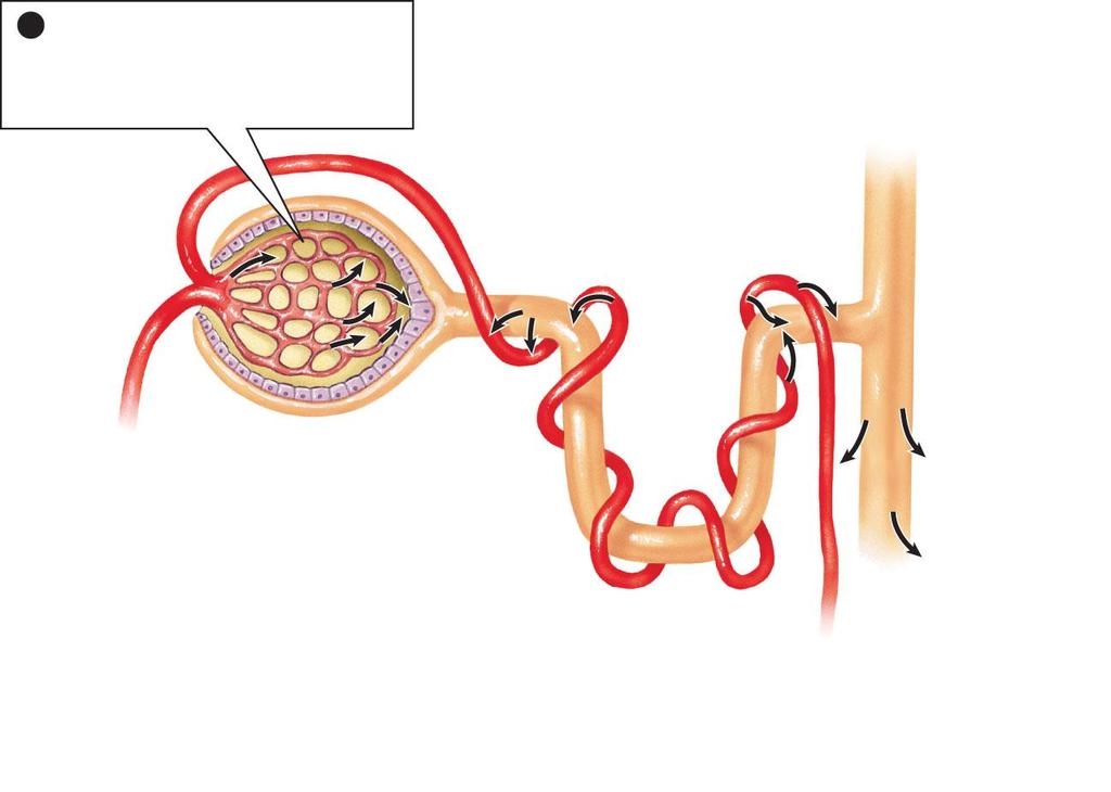 Step 2 1 Filtration: Water, nutrients, and wastes are filtered from the glomerular capillaries into the Bowman s capsule of the nephron blood leaving the