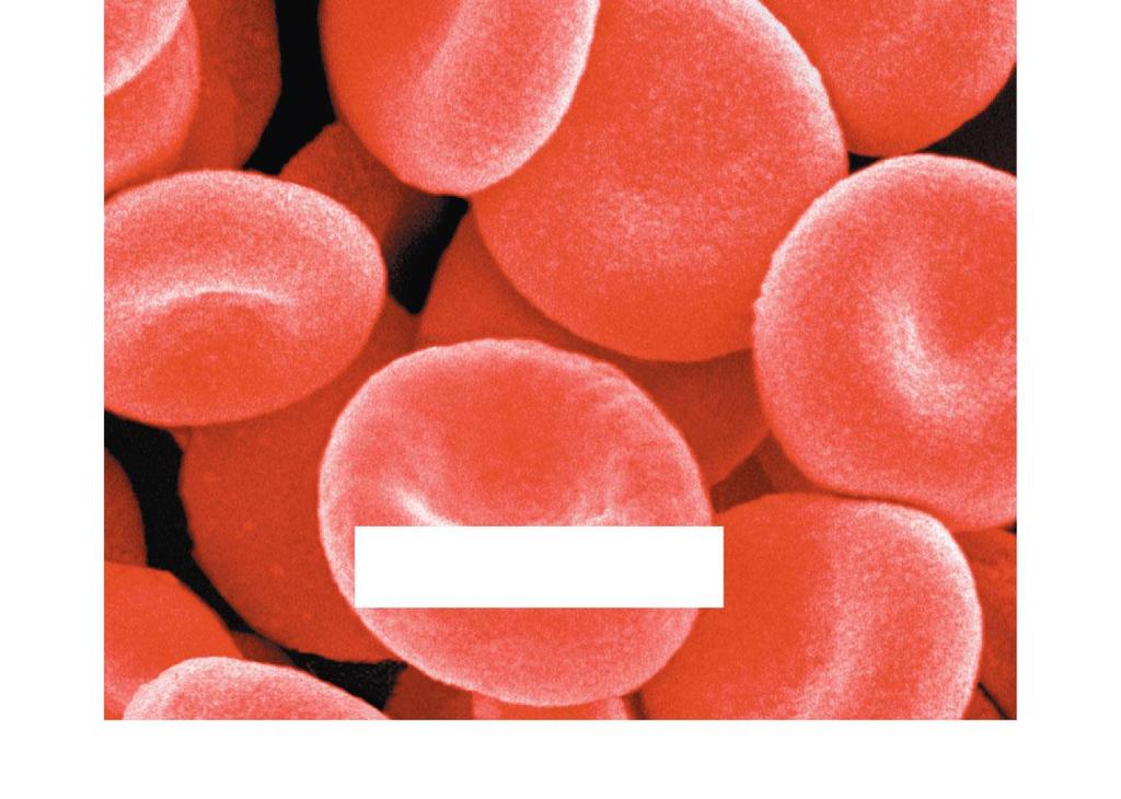 red blood cells (a) Erythrocytes (red blood