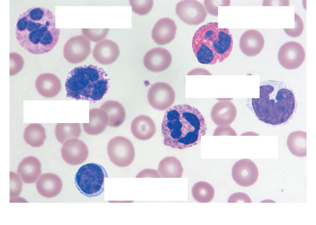 neutrophil neutrophil monocyte basophil eosinophil lymphocyte (b)