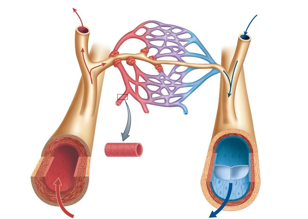 precapillary sphincter capillary network within body tissues arteriole venule capillary artery from