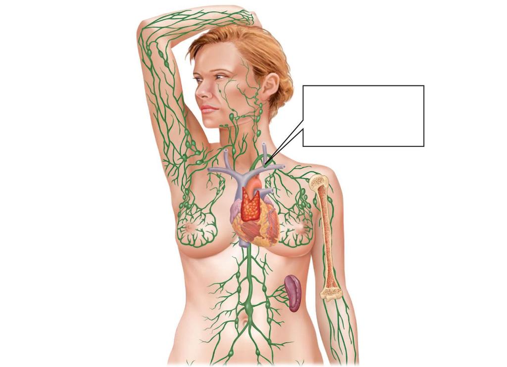 The thoracic duct enters a vein that leads to the superior vena cava superior vena cava thymus