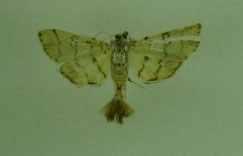 라 ) 남산과계양산나방특이종 (1) 남산의나방특이종 Coleophora kurokoi Oku 통나방 sp. 연한아이보리색을띠고광택이나는날개를가지며더듬이는가늘고몸통길이와비슷하다. 날개편길이는 8mm, 앞날개는연하고비스듬한횡선 1개가존재한다.