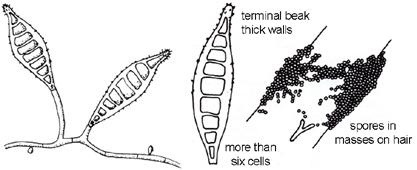 c a nis 성장속도 : moderate, 6~10일이내 Colony 형태표면 : whitish, fluffy, 방사상주름가장자리 : 균사가방사선상으로퍼져나간다.