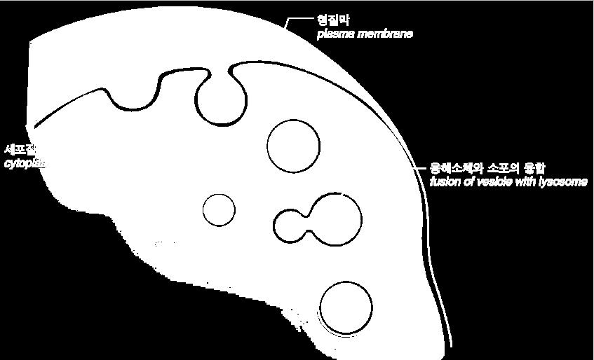 작용수명을다했거나손상된세포의세포자살을유도함 3.