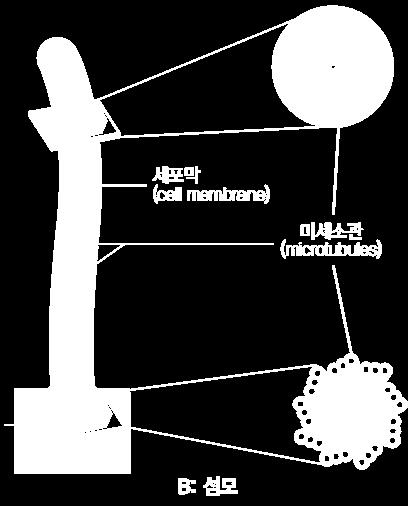 1. 미세소관 (microtubule), 미세사 (microfilament), 중간세사 (intermediate filament) 등이존재함. 2.