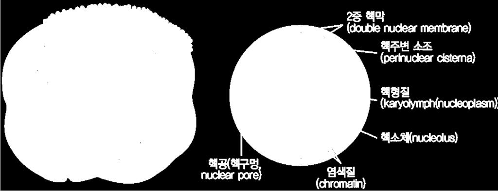 1. 세포핵의구성 1) 핵막, 2) 핵소체, 3) 염색질, 4) 핵형질 2.