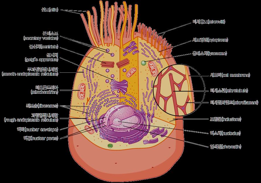 4. 세포체 (cell body) 는세포소기관 (cell organelle) 이라고하는여러가지작은구조물임 사립체