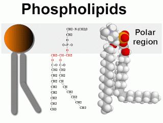 1. 지질 (lipid) 의구성 1) 인지질 (phospholipid) : 60 70% 2) 콜레스테롤 (cholesterol) : 25% 3) 당지질