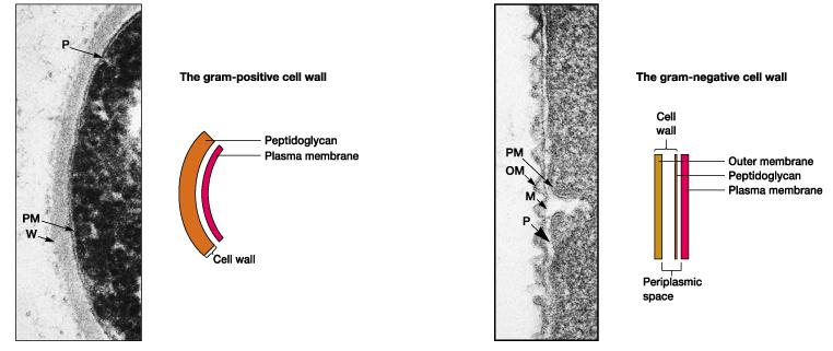 2-5. 세포벽 (cell wall) - 단단한껍질 - 세포의모양유지 - 병원성의원인 ( 일부