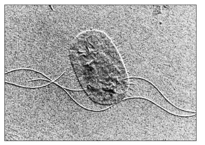 fimbria 보다크다 6) Flagella(flagellum, 편모 ) - 세포운동에관여 -