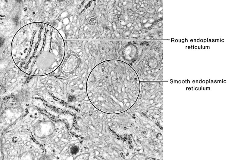 3-3 소포체 (endoplasmic reticulum, ER) - cisternae 구조의막성소관 -> 조면소포체 (rough ER, RER) - 분비단백질합성소포 - ER 바깥쪽에