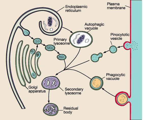 진핵세포 lysosome 형성과물질분해 - 소포체 : 분비단백질과막을형성골지체에제공 - 골지체 : 분비소낭형성세포막에융합세포밖으로분비